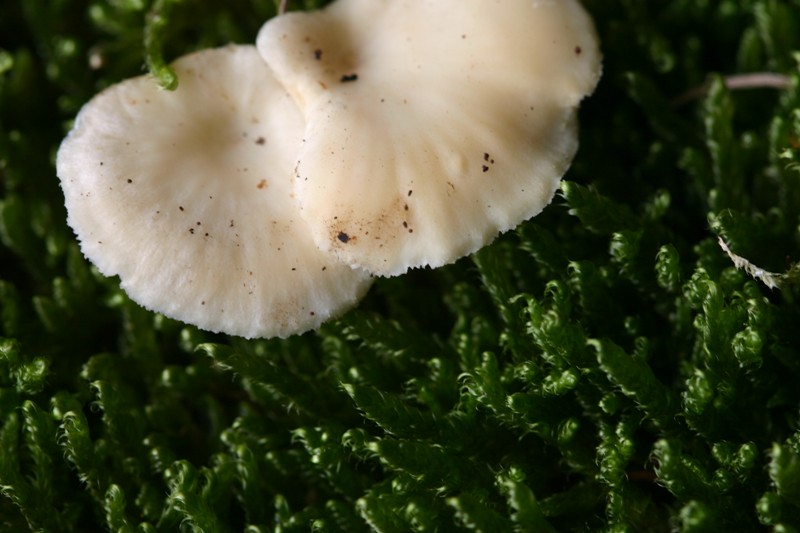 Lentinellus suavissimus?